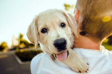 Corso per giovani proprietari di cani