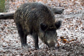 Peste suina africana - ritrovamento carcassa di cinghiale