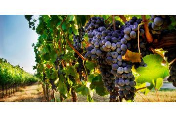 Assegnazione di alcool in esenzione fiscale per la distillazione di vinacce ad uso familiare per la stagione viticola 2024/2025